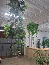 Load image into Gallery viewer, Membership Payment Portal